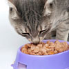 Pet Products
